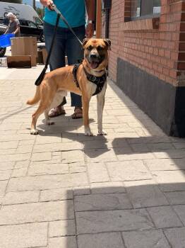 Barkley -  German Shepherd Dog and Pit Bull Terrier Dog for Adoption in Heber City, Utah - Barkley | PetCurious