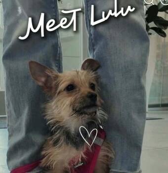Lil Lulu -  Yorkshire Terrier Dog for Adoption in Aurora, Indiana - Lil Lulu | PetCurious