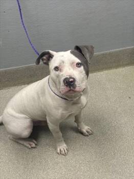 Rescue Pit Bull Terrier Dogs for Adoption in Las Vegas, Nevada - ECHO | PetCurious