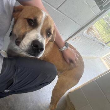 Labrador Retriever and Mixed Breed Dogs Available for Adoption - Buck 052804 | PetCurious