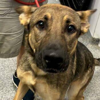 Niko -  Shepherd Dog for Adoption in Jeffersonville, Indiana - Niko | PetCurious