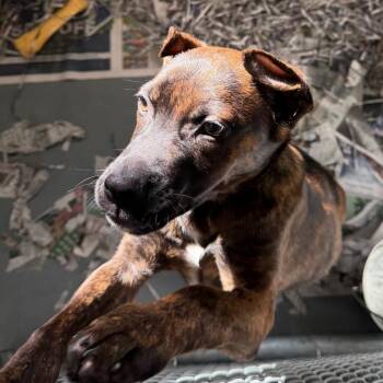 Mixed Breed Dogs Available for Adoption - Juko | PetCurious