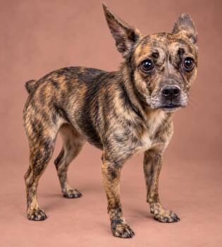 MARNI -  Boston Terrier and Chihuahua Dog for Adoption in El Segundo, California - MARNI | PetCurious