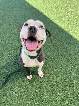 Ms Bricks -  Pit Bull Terrier Dog for Adoption in Cleveland, Ohio - Ms Bricks | PetCurious