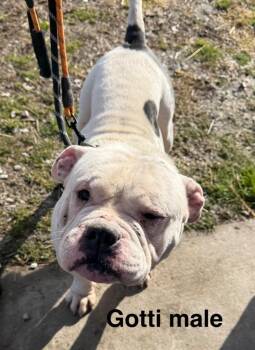 English Bulldog Dogs Available for Adoption - Gotti | PetCurious
