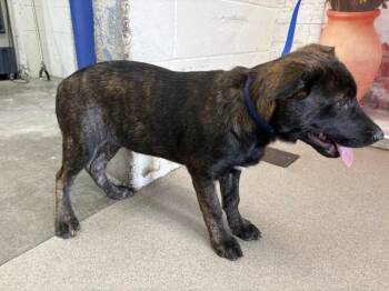 German Shepherd Dog and Mixed Breed Dogs Available for Adoption in San Bernardino, California - KATHERINE | PetCurious