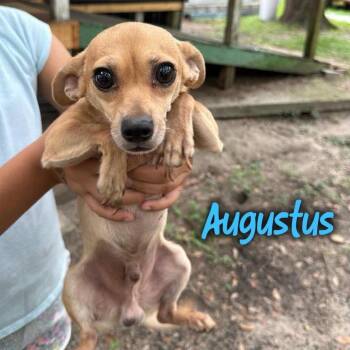 Augustus -  Chihuahua and Mixed Breed Dog for Adoption in Tampa, Florida - Augustus | PetCurious