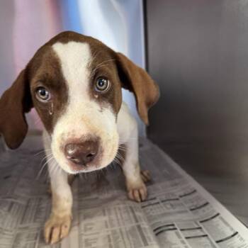 Myers -  Mixed Breed Dog for Adoption in Huntsville, Alabama - Myers | PetCurious