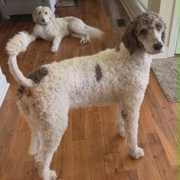 Jasper -  Poodle Dog for Adoption - Jasper | PetCurious