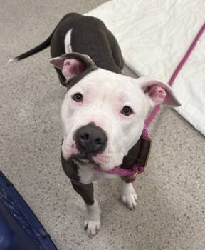 Rescue Pit Bull Terrier and Mixed Breed Dogs for Adoption in Fishers, Indiana - Lola Girl | PetCurious