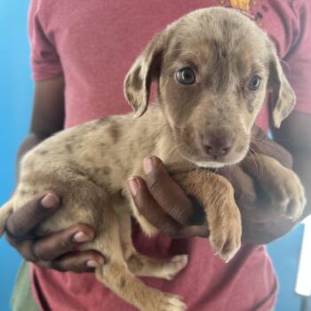 Maple - Local October 9-11 -  Catahoula Leopard Dog Dog for Adoption in Brookshire, Texas - Maple - Local October 9-11 | PetCurious