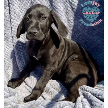 German Shorthaired Pointer and Cane Corso Dogs Available for Adoption in Inglewood, California - Saint Joseph Litter-Sawyer COH | PetCurious