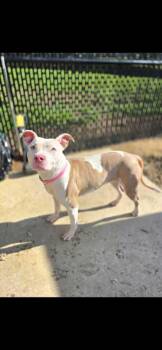 Popsicle -  Mixed Breed Dog Available for Adoption in Sevierville, Tennessee - Popsicle | PetCurious