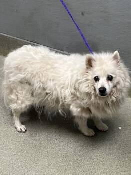 Pomeranian Dogs Available for Adoption - GERTRUDE | PetCurious