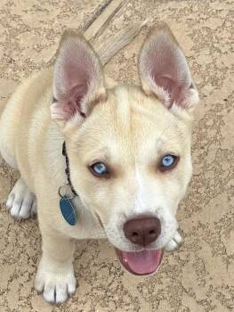 Shepherd and Husky Dogs Available for Adoption in Friendswood, Texas - Thar Desert | PetCurious