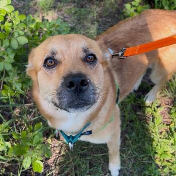 Mixed Breed and Labrador Retriever Dogs Available for Adoption in Skokie, Illinois - Bambi | PetCurious