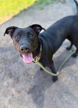 Rescue Black Labrador Retriever Dogs for Adoption in Virginia Beach, Virginia - 180192 Meadow | PetCurious