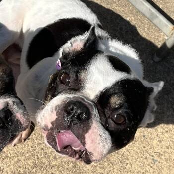 Rescue French Bulldog Dogs for Adoption in Cranford, New Jersey - Lala | PetCurious