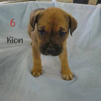 Kion -  Pit Bull Terrier and Australian Shepherd Dog for Adoption in Parkersburg, West Virginia - Kion | PetCurious