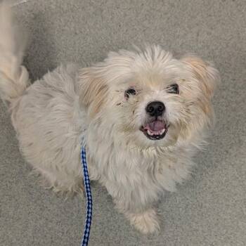 King -  Shih Tzu Dog for Adoption in New Castle, Delaware - King | PetCurious