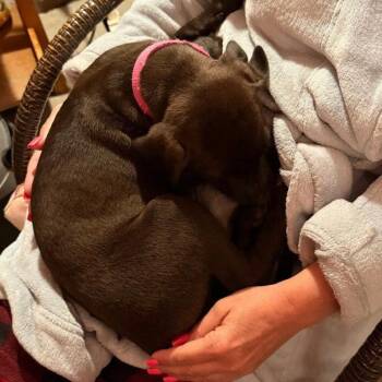 Black Labrador Retriever Dogs Available for Adoption in Dallas, Texas - Sofia | PetCurious