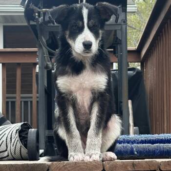 Mixed Breed Dogs Available for Adoption in Buffalo, Minnesota - Holler | PetCurious