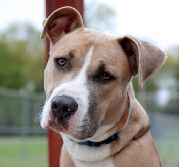 Hound Dogs Available for Adoption in Kansas City, Kansas - Cory (AO36340) | PetCurious