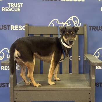 JARED -  Terrier Dog for Adoption in Waterford, New Jersey - JARED | PetCurious