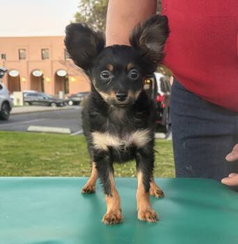 Russian Toy Dogs Available for Sale - Puppy1 | PetCurious