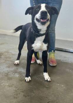 Groot -  Mixed Breed Dog for Adoption in Chesterfield, South Carolina - Groot | PetCurious
