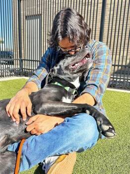 Mixed Breed Dogs Available for Adoption - Ellie | PetCurious