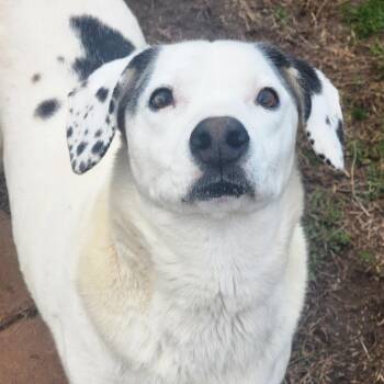 Labrador Retriever Dogs Available for Adoption - Moo-lissa | PetCurious