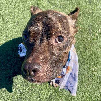 Rescue American Staffordshire Terrier Dogs for Adoption in Bartlett, Tennessee - Dasher | PetCurious