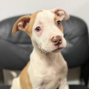 Kosher -  Pit Bull Terrier Dog for Adoption in Columbia, South Carolina - Kosher | PetCurious