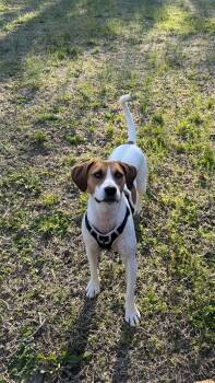 Beagle and Treeing Walker Coonhound Dogs Available for Adoption in Fredericksburg, Virginia - Daisy | PetCurious