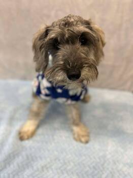 Rescue Schnauzer Dogs for Adoption in Durango, Colorado - Bubbles | PetCurious