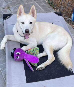 Rescue Siberian Husky and White German Shepherd Dogs for Adoption in Menifee, California - Teddy | PetCurious