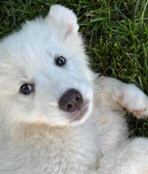 Squishmallow -  Great Pyrenees Dog Available for Adoption in Kiowa, Oklahoma - Squishmallow | PetCurious