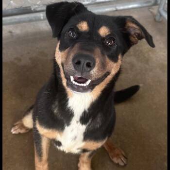 Bunny -  Shepherd Dog for Adoption in Belleville, Illinois - Bunny | PetCurious