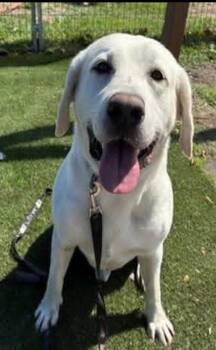 George sweet boy -  Yellow Labrador Retriever Dog for Adoption in Hermosa Beach, California - George Sweet Boy | PetCurious