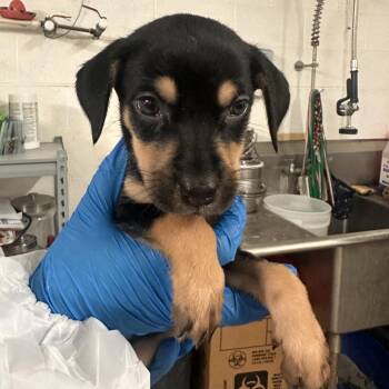 Sakura -  Shepherd Dog for Adoption in Edinburg, Texas - Sakura | PetCurious