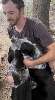 Cyrus -  Border Collie and Australian Cattle Dog Blue Heeler Dog for Adoption in Cary, North Carolina - Cyrus | PetCurious