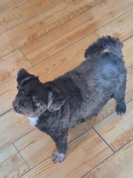 Timbit -  Yorkshire Terrier and Shih Tzu Dog for Adoption in Cranbrook, British Columbia - Timbit | PetCurious