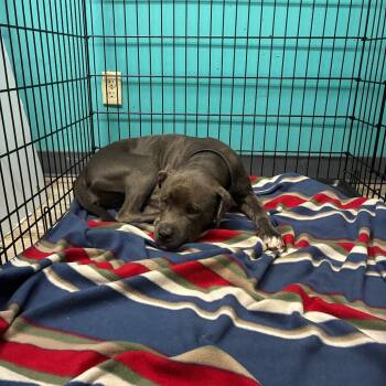 Rescue Pit Bull Terrier Dogs for Adoption in St. Louis, Missouri - Boom Boom Sauce | PetCurious