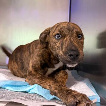 Rescue Mixed Breed Dogs for Adoption in Charleston, West Virginia - Sandie | PetCurious