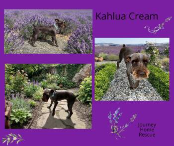 Kahlua Cream -  Schnauzer Dog for Adoption in East Wenatchee, Washington - Kahlua Cream | PetCurious