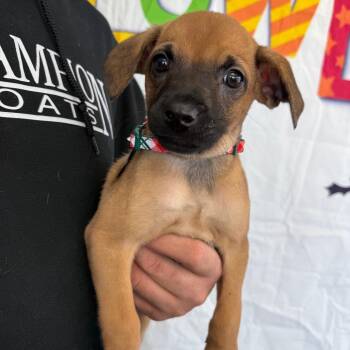 Wynonna -  Labrador Retriever and Australian Shepherd Dog for Adoption in Normal, Illinois - Wynonna | PetCurious