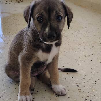 Rescue Mixed Breed Dogs for Adoption in Loxahatchee Groves, Florida - SAVANNAH 9299 | PetCurious