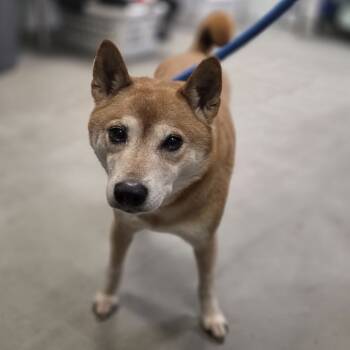 Rescue Shiba Inu Dogs for Adoption in Philadelphia, Pennsylvania - Tobi | PetCurious