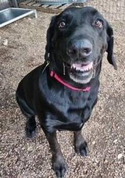 Jaeger -  Labrador Retriever Dog for Adoption in Austin, Texas - Jaeger | PetCurious